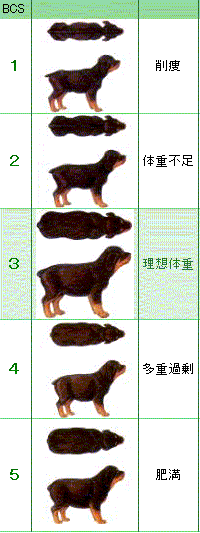 BCS（ボディコンディションスコア）体形早見表　1〜5段階